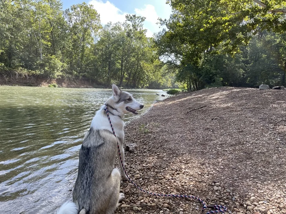 Gambit, a grey-and-white laika, sitting on a gravel bank beside a tree-lined river