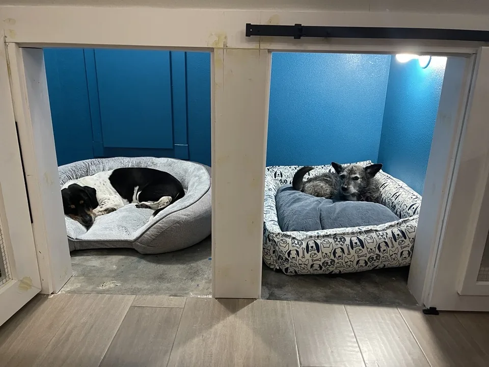 Basil, a black-and-white beagle mix, and Dorothy, a small scruffy grey mutt, curled up in dog beds in their built-in nook